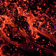 Image: Quanta
